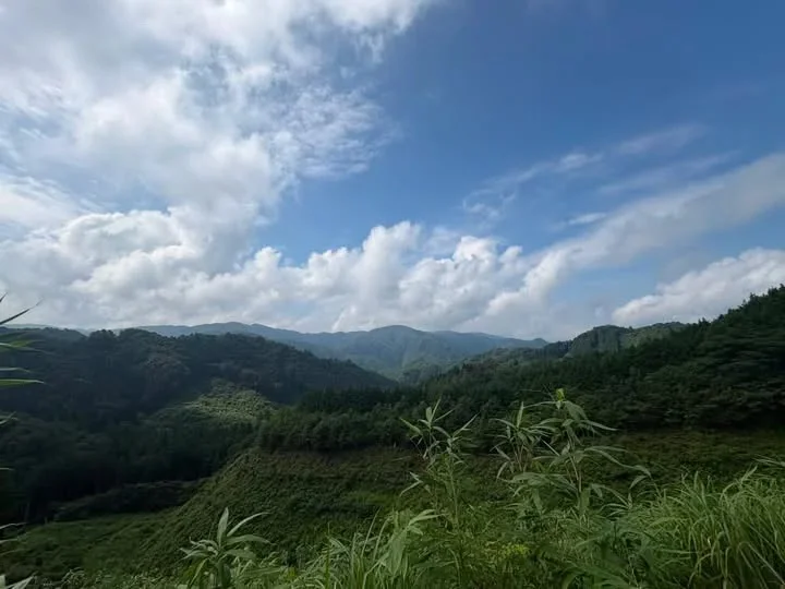 西多摩に広がる山林